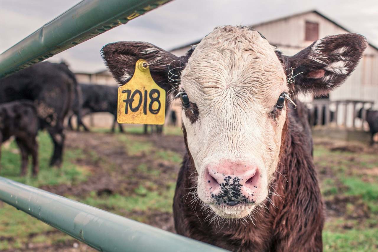Ethical Benefits Of Not Eating Meat Ethical Consumer